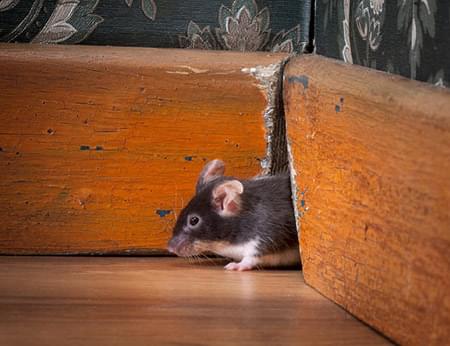 Mouse entering house from a crack in the floorboards.
