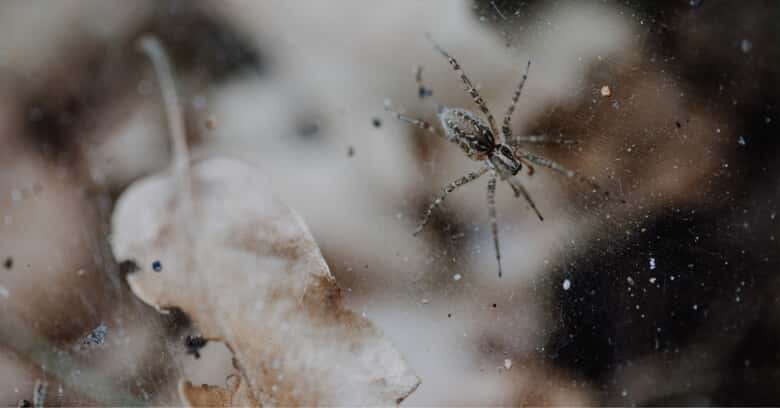 Spider in web in winter
