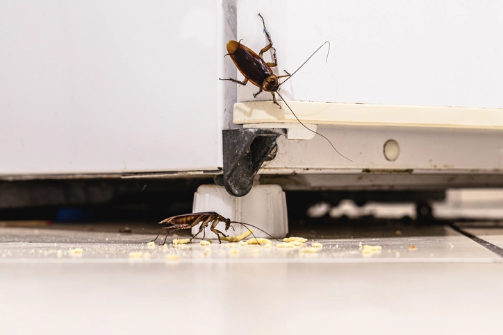 Cockroach infestation inside a kitchen, dirty fridge and unhygienic kitchen. Insect or pest problems indoors stock photo