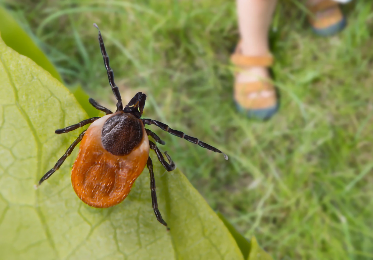 Dangerous deer tick and small child legs in summer shoes on a grass