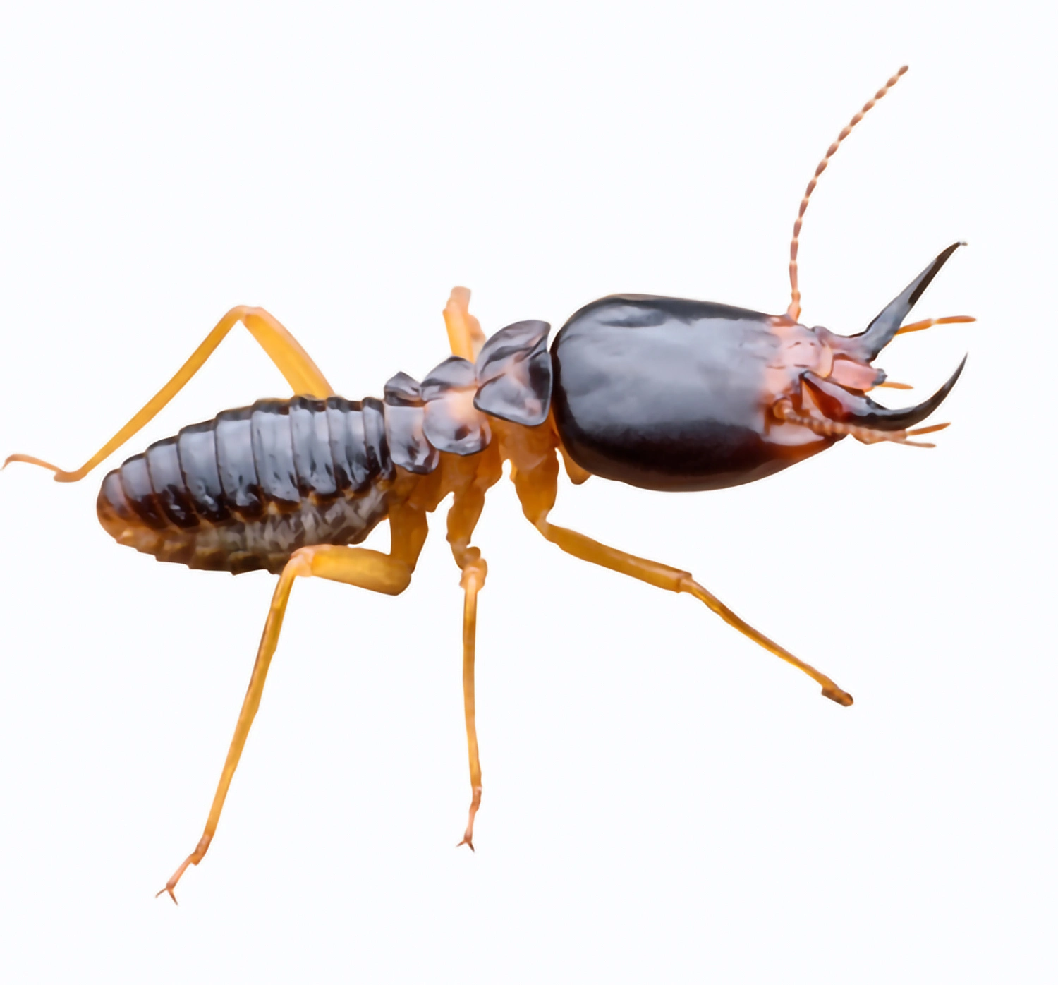 Termite isolated on white background stock photo