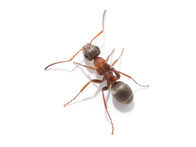 A picture of an Ant.