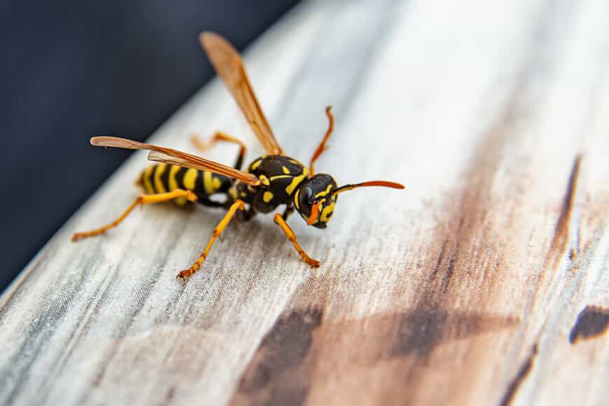 Photograph of a wasp