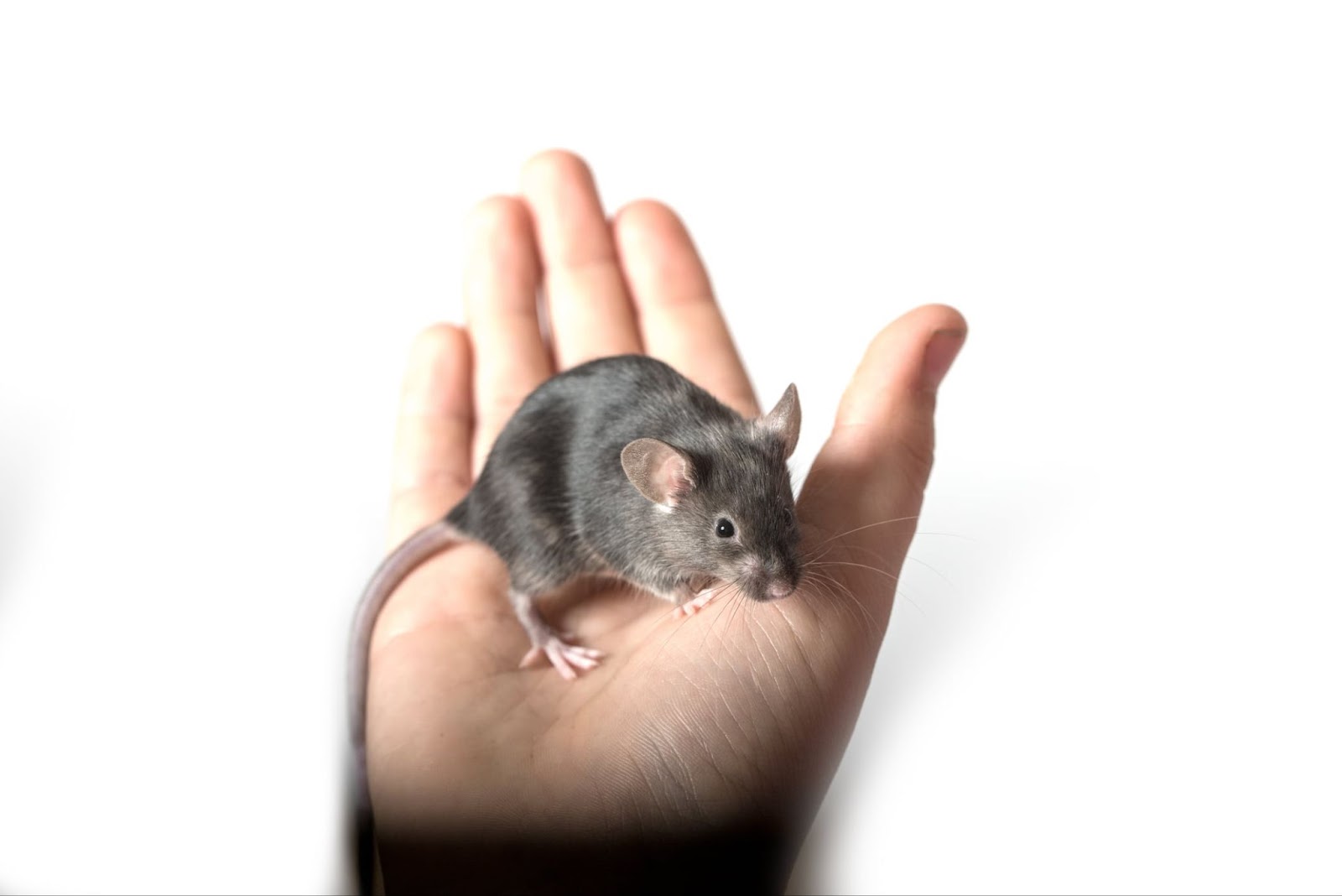 Small gray mouse sits in the palm of a hand