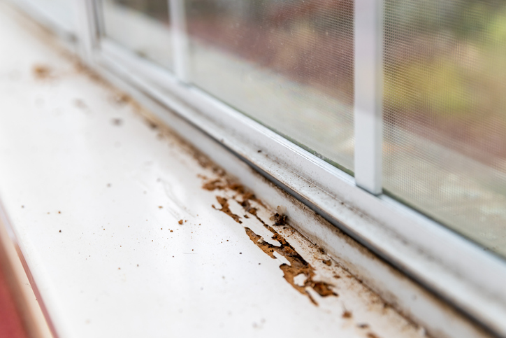 A wooden windowsill is chipped from termite damage