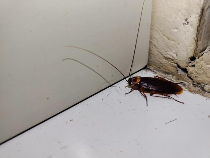 A cockroach, a common kitchen pest, scavenging in a corner.