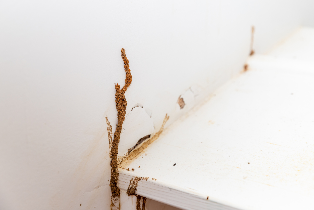 Termite tubes in a wall