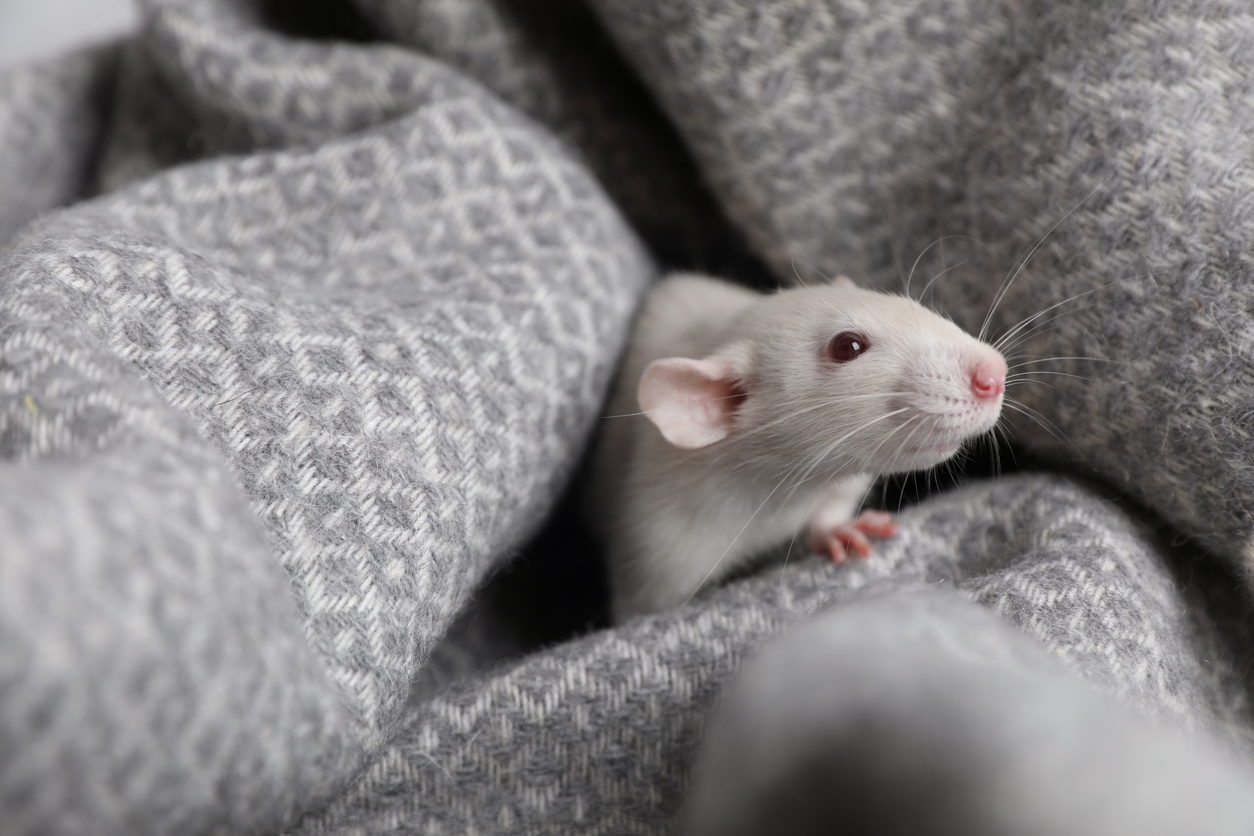 Rat crawling in a pile of winter clothing with holiday lights in the background.