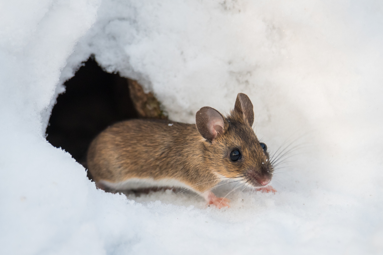 A field mouse in the snow