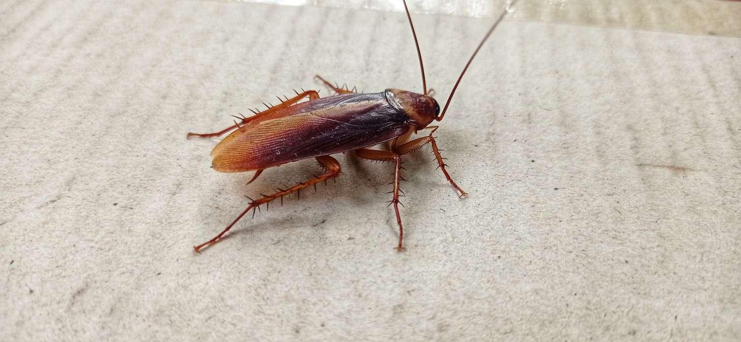 A cockroach sits on a textured piece of concrete