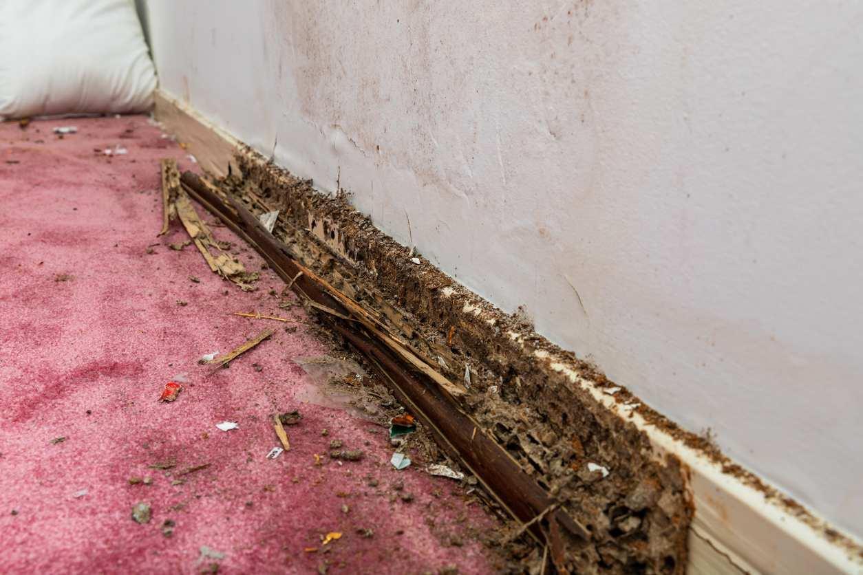 Wooden baseboard showing severe water and termite damage.