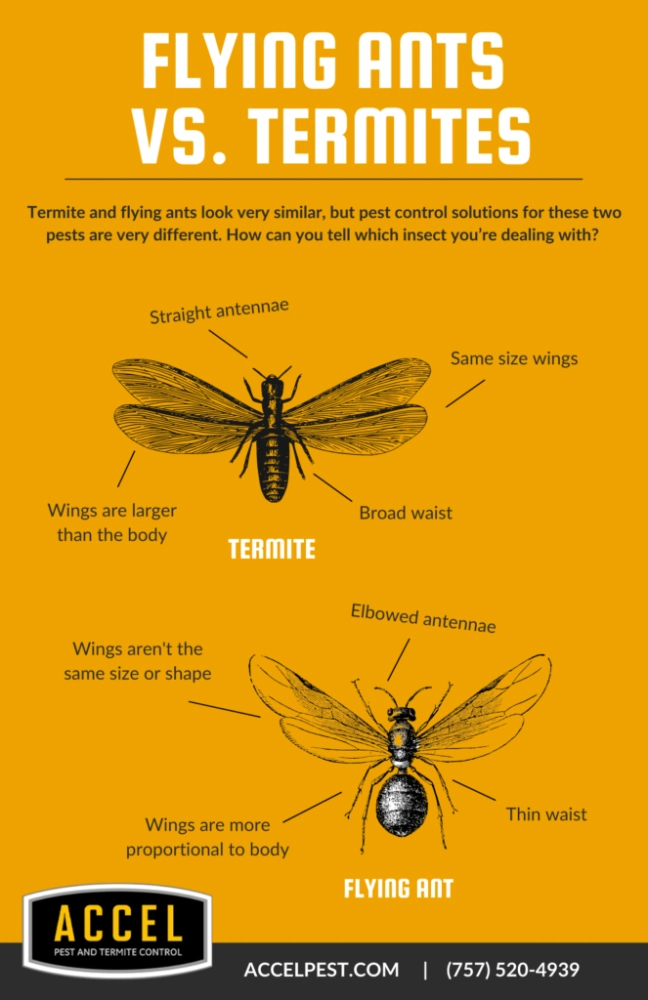 Flying ants vs termites info-graphic by Accel Pest Control