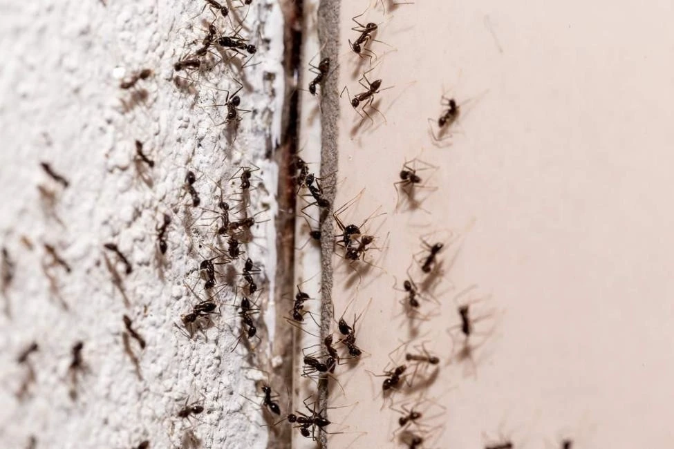 A group of ants emerge from a crack in a cement wall