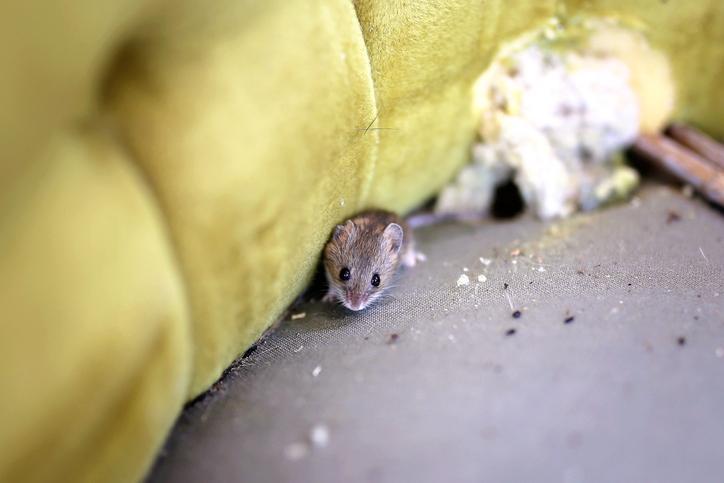 Mouse sitting in a fabric chair.