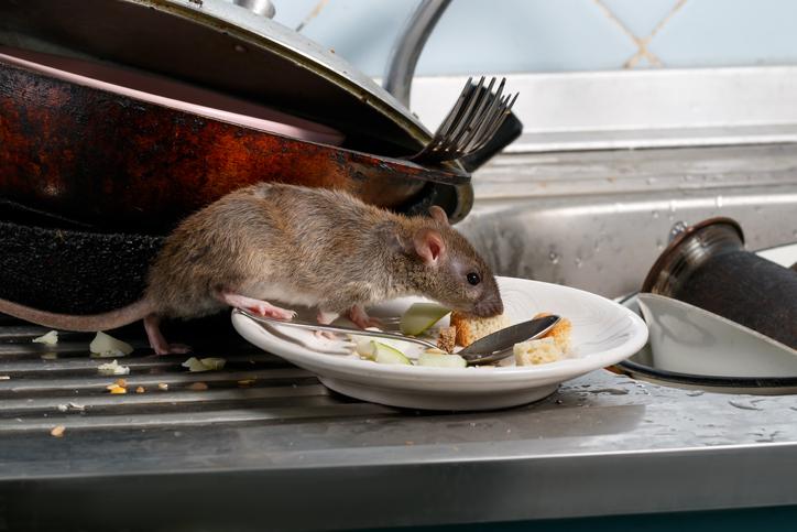 Rodent sniffing food left over on a dirty plate.