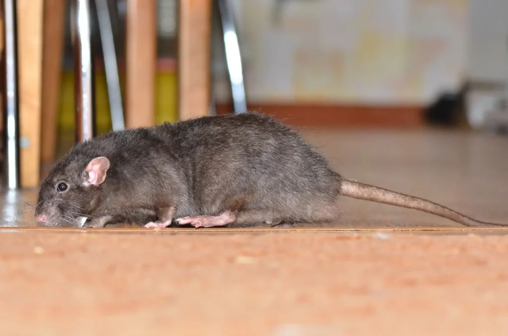 A large black-brown rat crawls on the floor