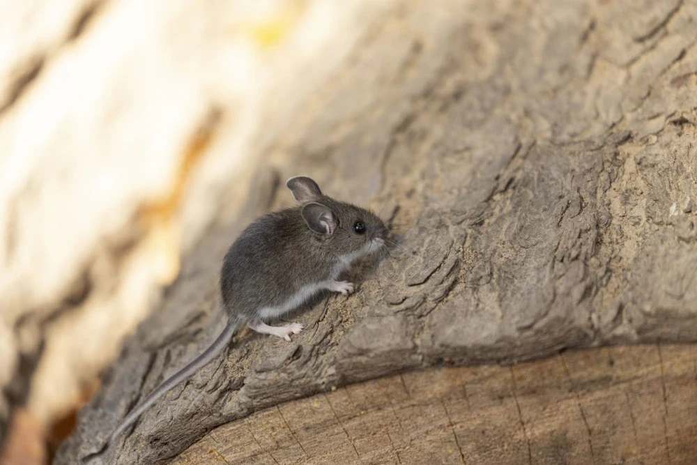 Small deer mouse with brown coat and white belly sits on log