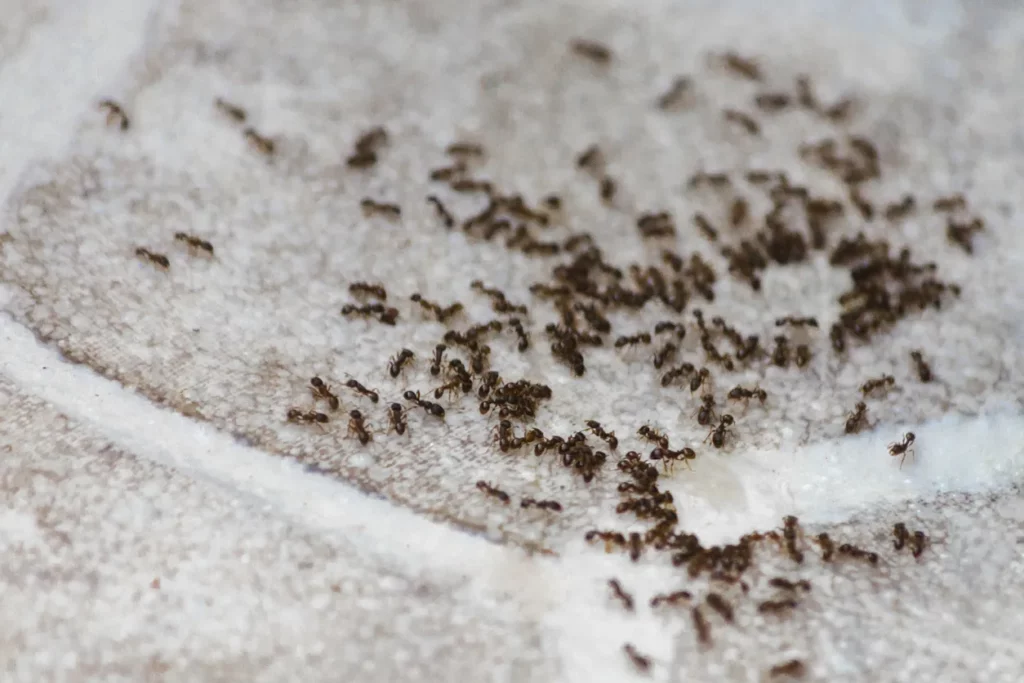 An ant infestation in a home.