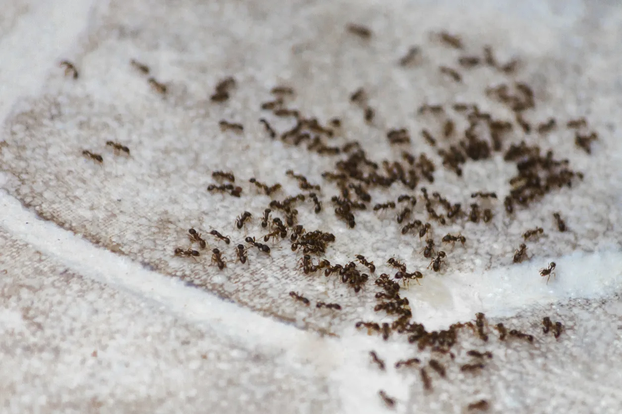 An ant infestation in a home.