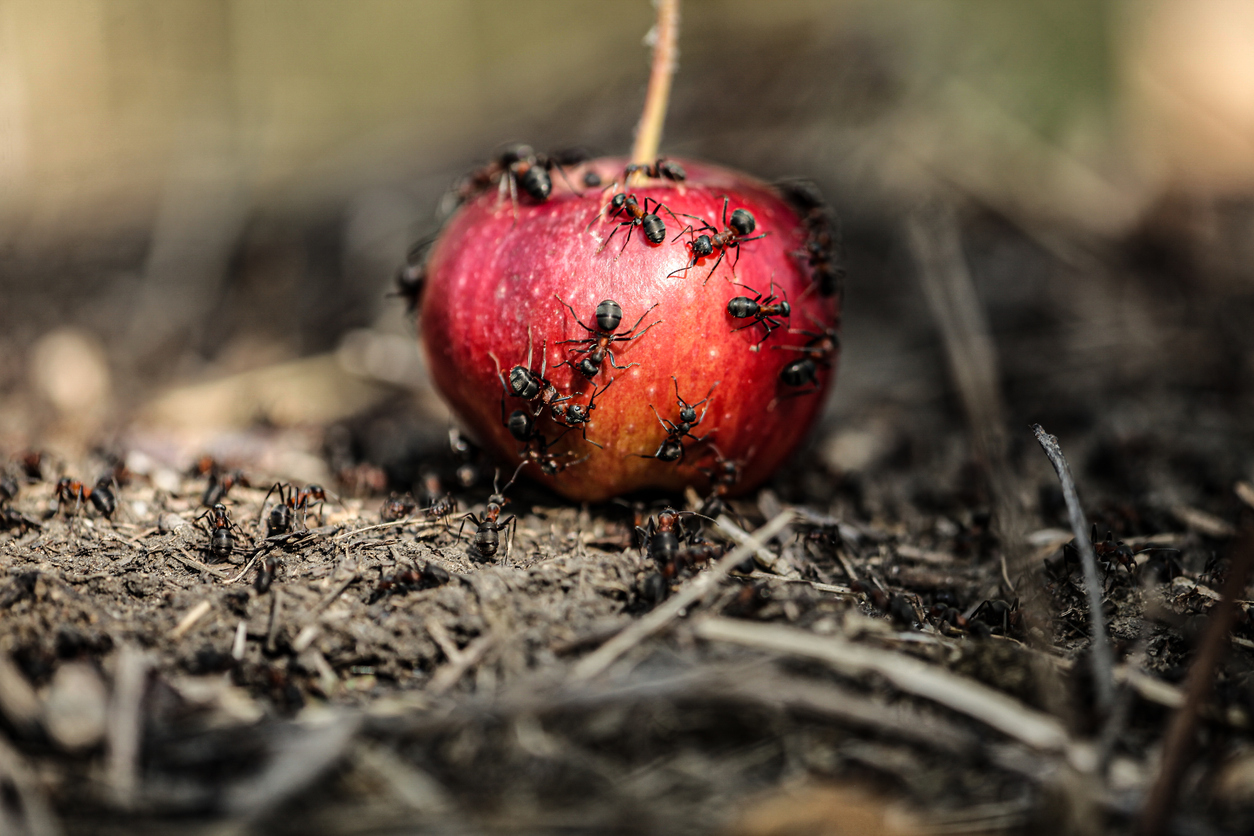 A colony of ants eats from a fallen red apple in an apple orchard after the fall fruit harvest.
