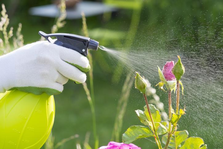 Woman spraying garden plant.