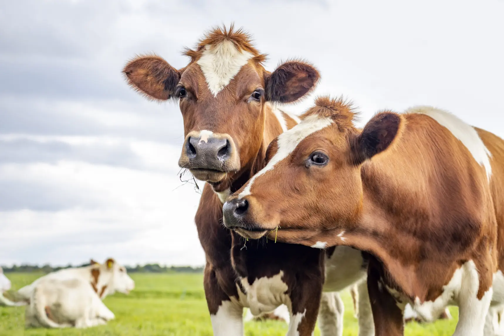 Two cuddling cows, couple heads together looking, red and white, in front view under a cloudy sky