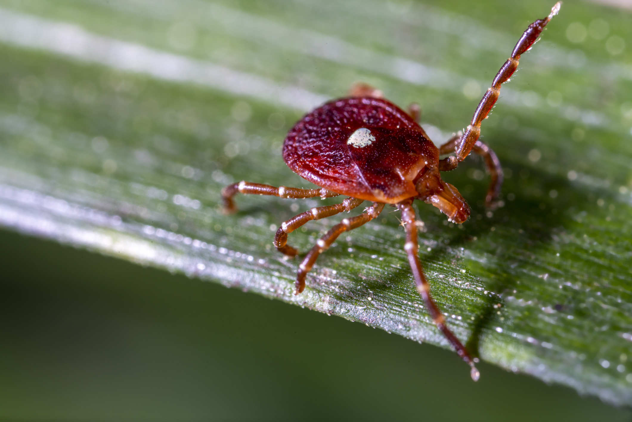 Close-up shot of a lone star tick on a piece of grass.