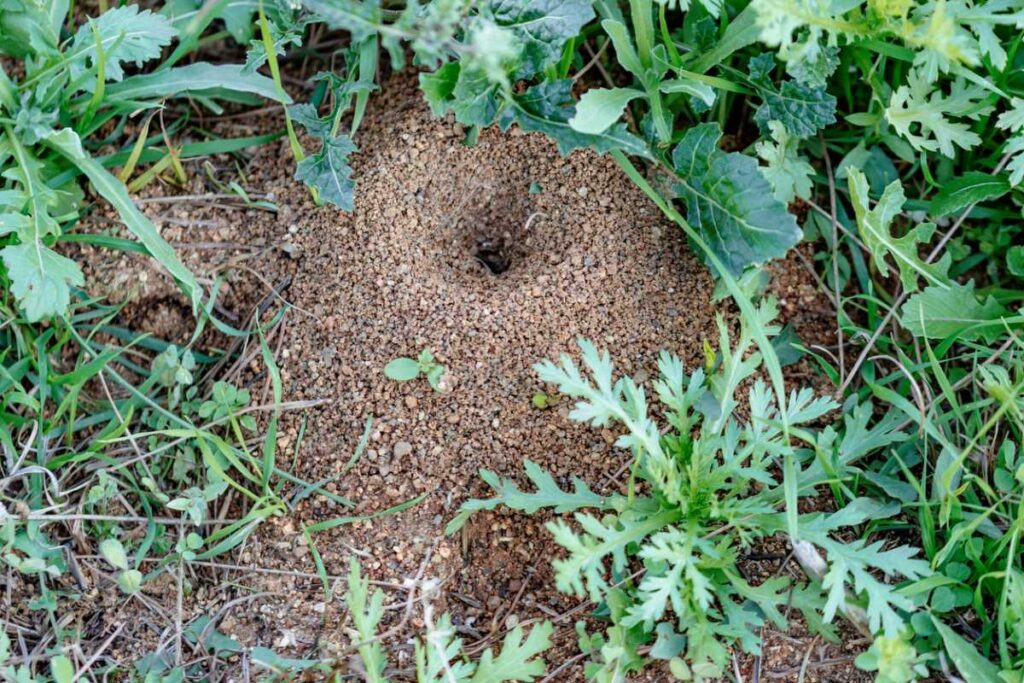 A close-up of an anthill in a yard with plants around.