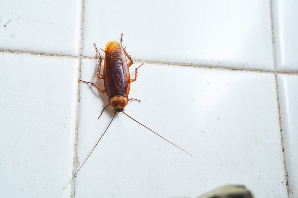 An American cockroach crawling on the white tile wall of a bathroom.