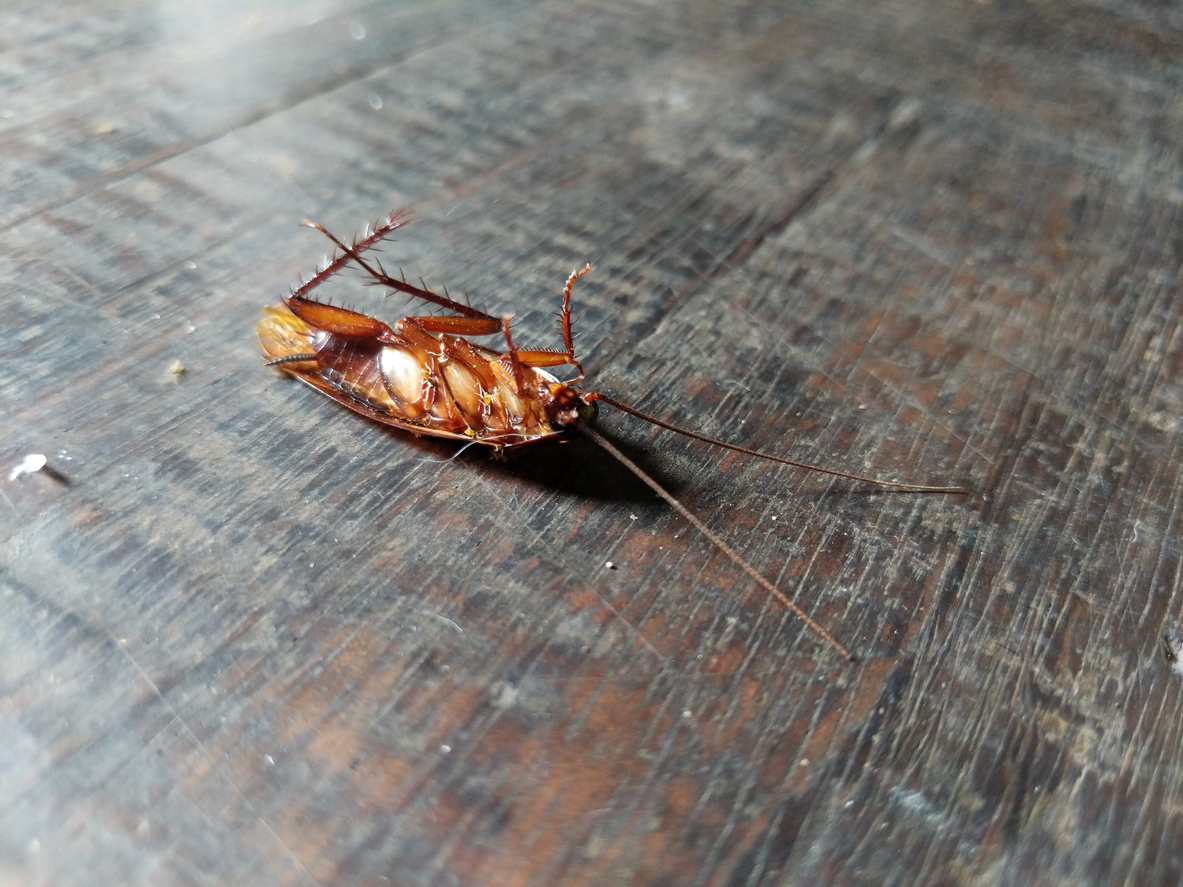 A dead cockroach on its back on the dark hardwood floor of a home.