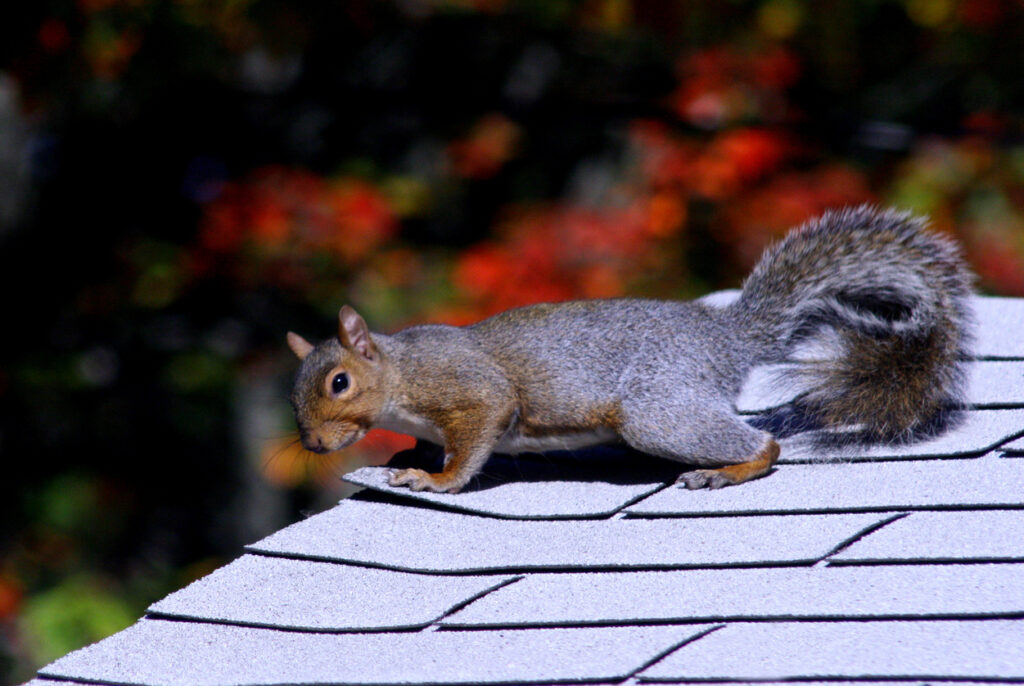 A squirrel climbing on a roof.