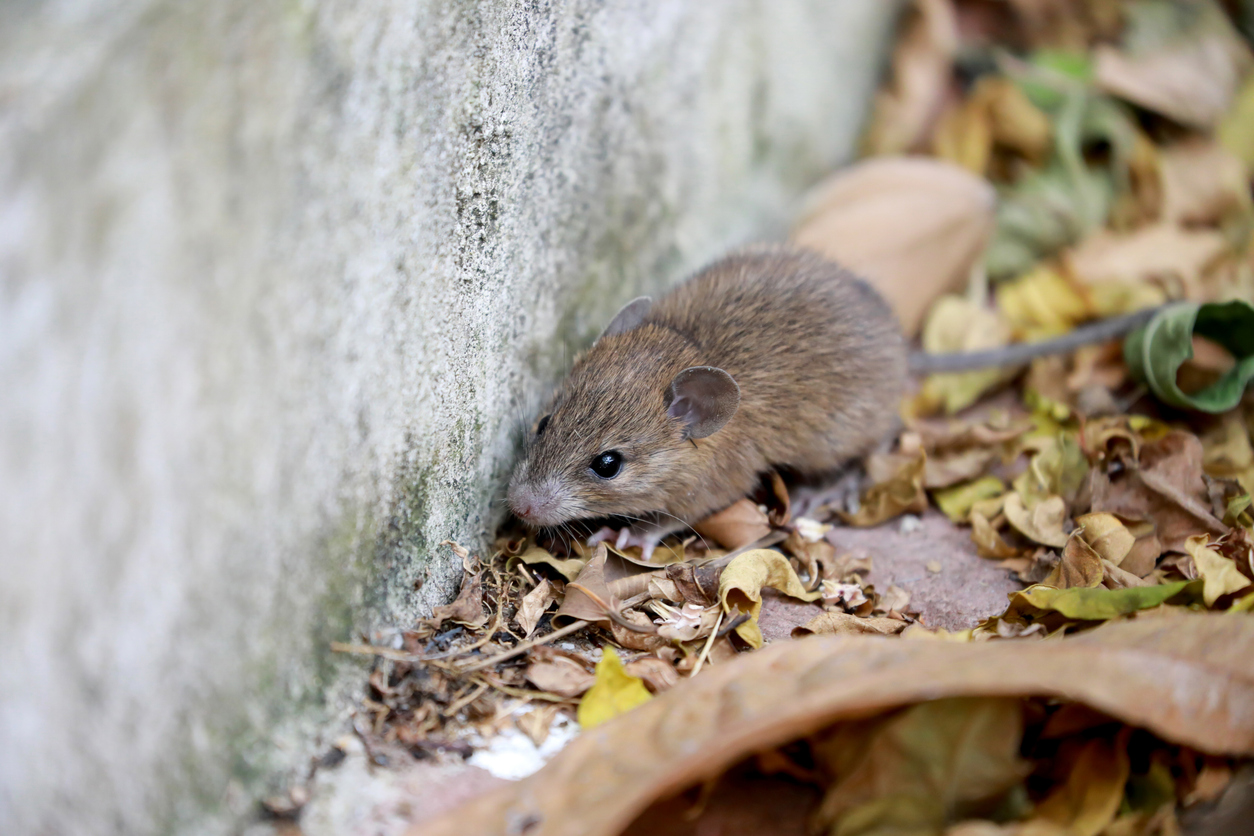 A small brown rat sitting in fallen leaves near the cement base of a patio.