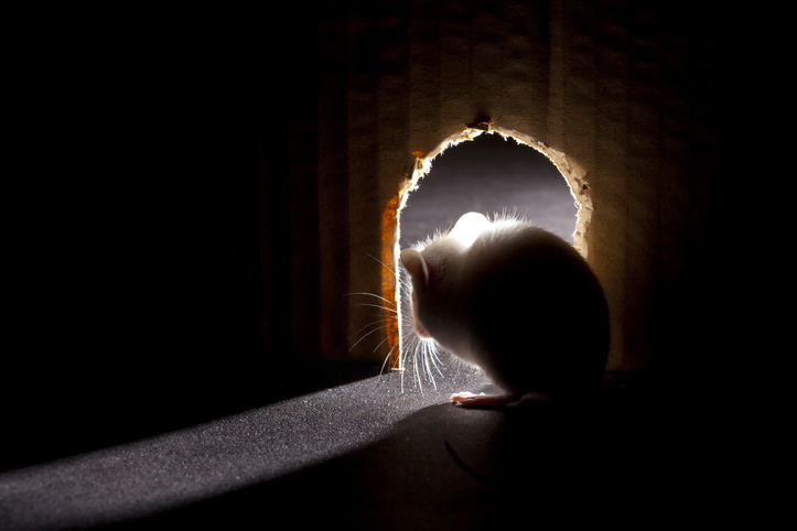 A small mouse sits in front of a hole in the wall.