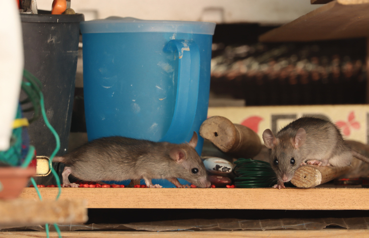 Two rats scavenge on a cluttered shelf filled with small items.