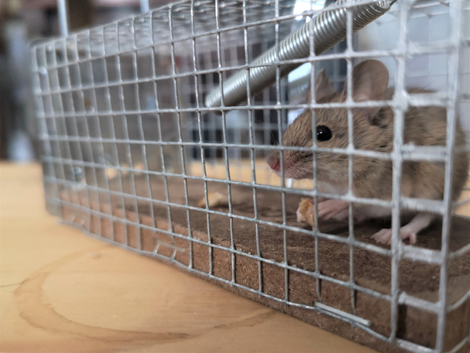 A small mouse is caught inside a live catch trap, holding a crumb of food.