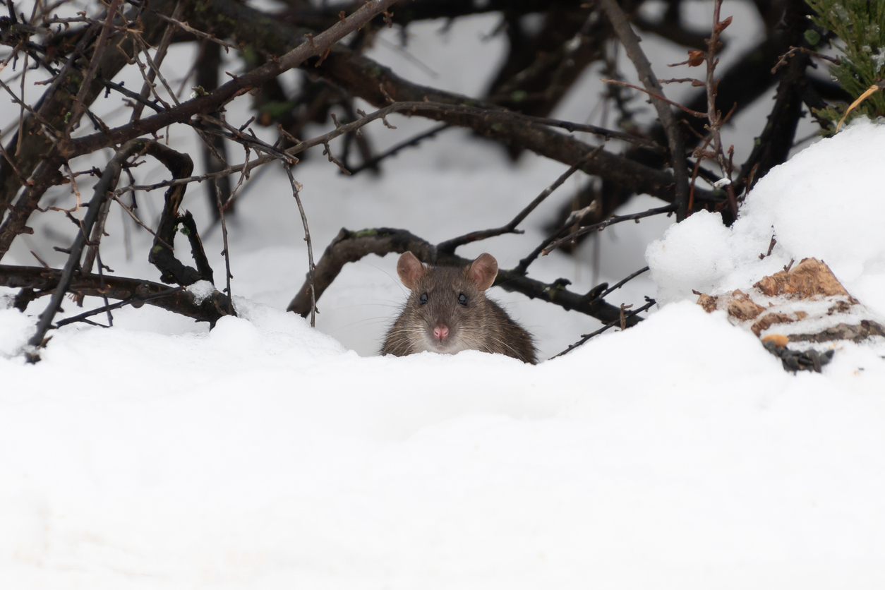 A rat crawling through the snow outside in search of food and shelter.