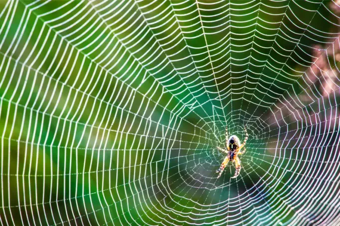  A spider sits in the middle of its web.