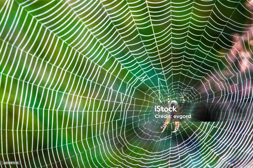  A spider sits in the middle of its web.