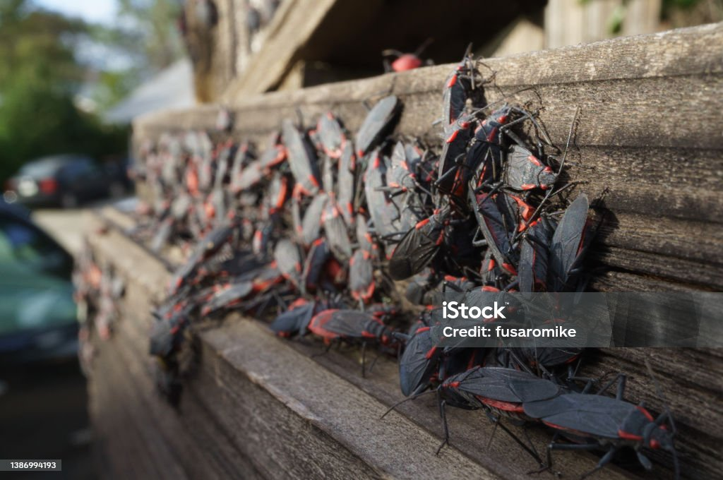 Box-elder bugs gathering on the side of a wooden building.