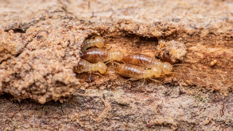 How To Prevent Termites