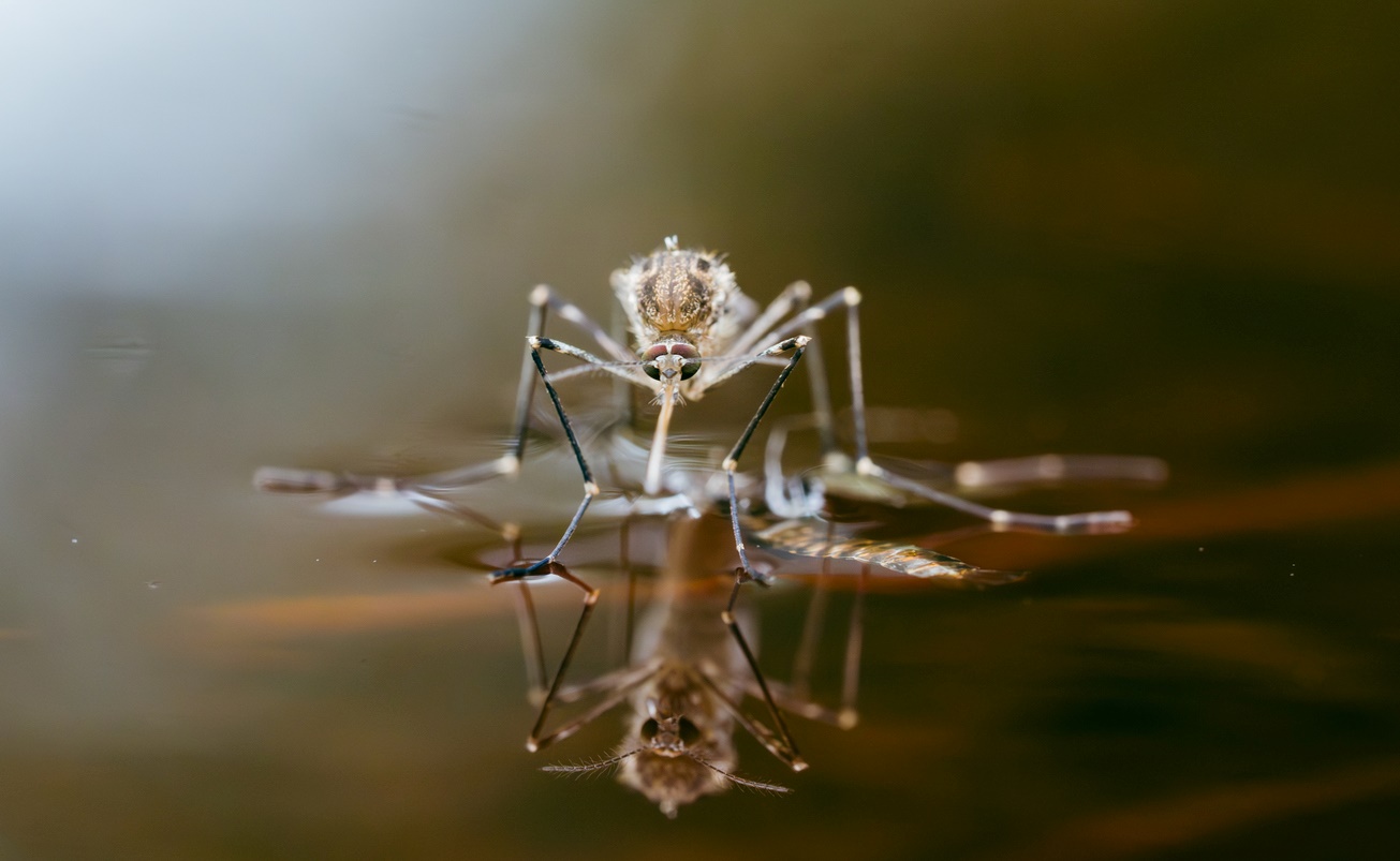 A mosquito uses surface tension to stand on water without sinking.