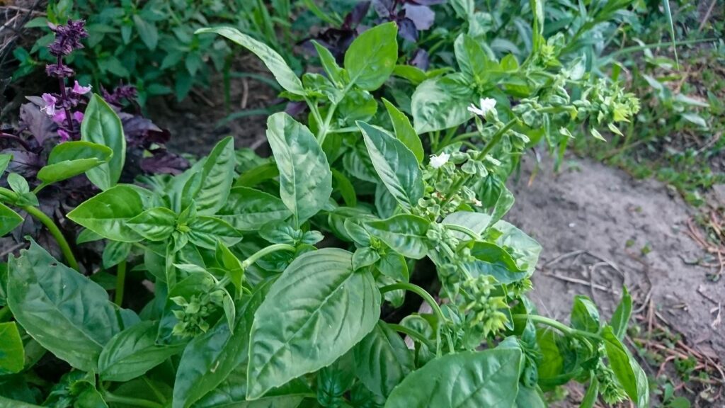 A basil plant planted in an outdoor garden with bright green leaves.