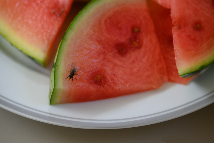 The Lifecycle of Common Household Pests (And Why Timing Matters)