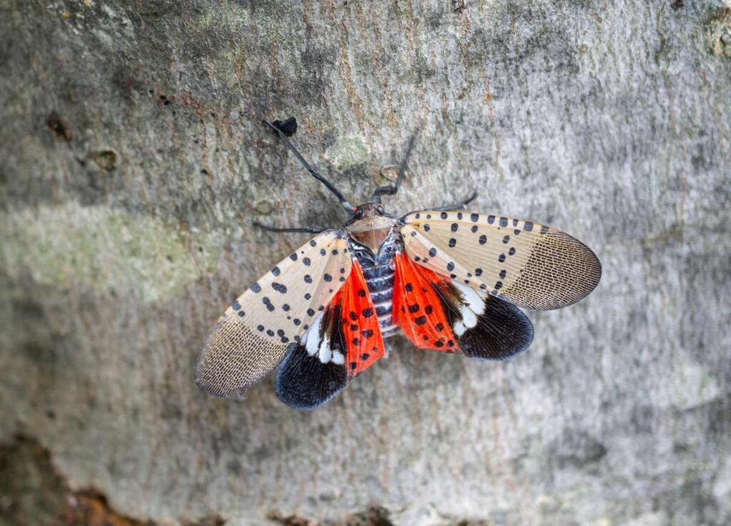 Identifying and Controlling Spotted Lanternflies Around Your Home