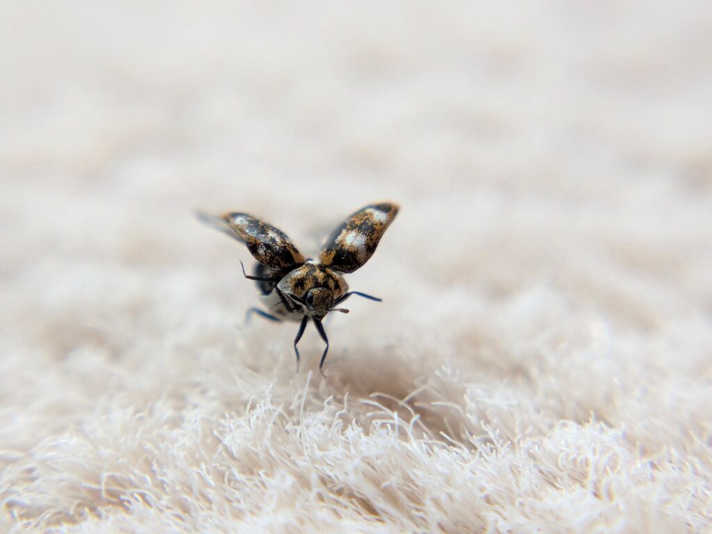 A carpet beetle on a white rug jumps and spreads its wings to fly. 