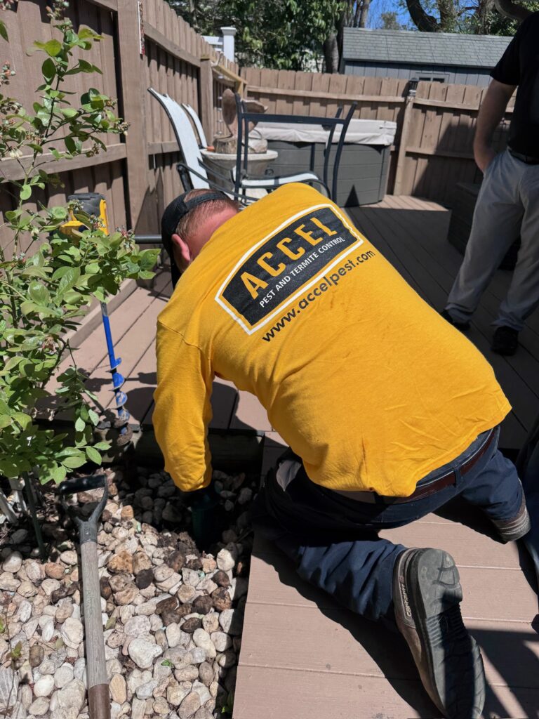 A pest control specialist from Accel Pest and Termite Control inspects and treats a bed of rocks.