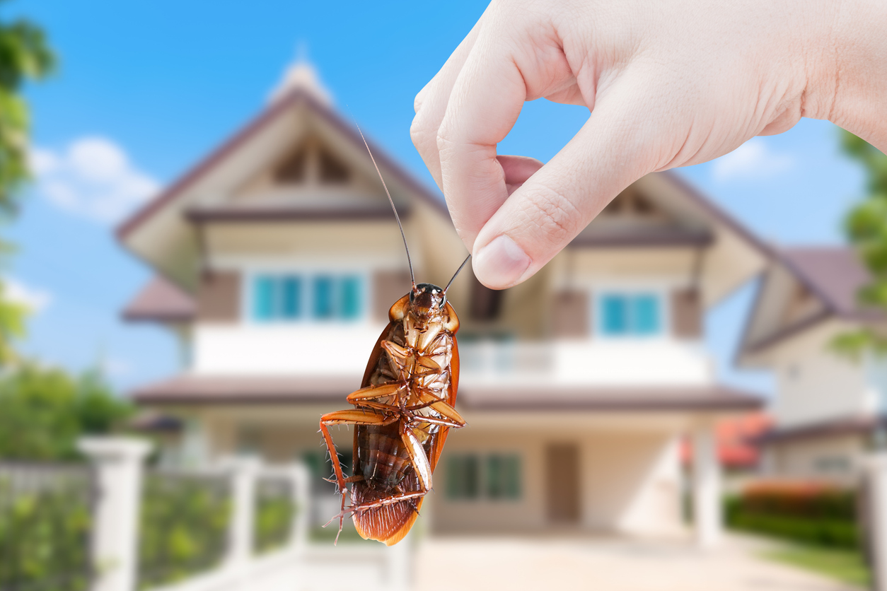 A hand holds a cockroach by the antenna in front of a suburban home.