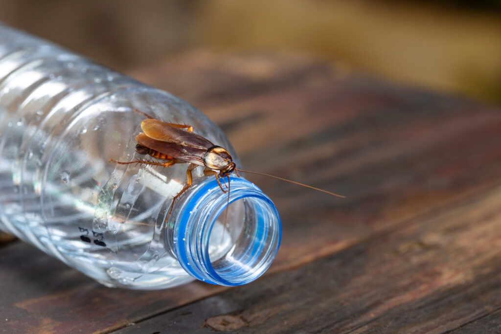 A cockroach explores the brim of a water bottle on a wooden table as it is attracted to the moisture inside.